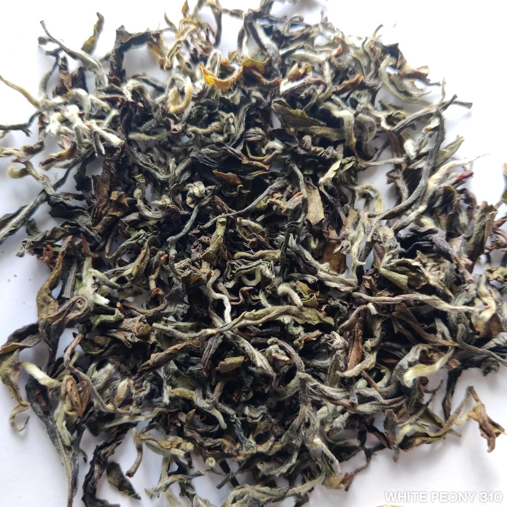 Ketley Gold Darjeeling White Tea Leaves - White Peony, 500g | High Grown Estate Tea From Darjeeling Season 2023 | 100g, Pack of 5