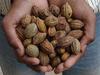 advancedestore Dried Whole Karakkaya - Harad - Aralu - Inknut - Haritaki - Kadukkai - Harar - Terminalia Chebula - 250 G - Loose Packed view 4