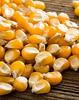 FreshoCartz Popcorn Kernel Seeds | Makki Seeds | Makka Seeds | Corn Seeds | 100% Popping Kernels (Extra Soft Popcorn Makka | Makai) (200 grams) view 3