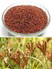 SAARA HERBAL FRESH Ragi Grain(Finger Millet) 2.950kg view 4