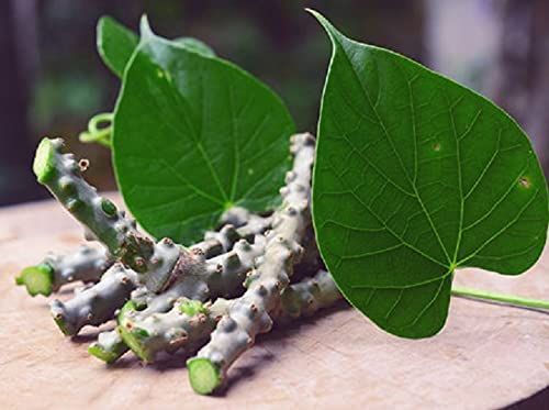 Natural Giloy Stem, Giloy Plant, Guduchi for Juice