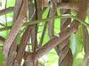 Natural Giloy Stem, Giloy Plant, Guduchi for Juice view 2