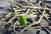 Natural Giloy Stem, Giloy Plant, Guduchi for Juice view 3