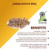 Herbaveda Jamalgota Seeds | Croton Tiglium Jamalghota Plant Extract | Natural Herbal Remedy | Jamal Gota Seeds | Easing Joint and Nerve Pains |  (100 Grams) view 3