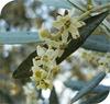 Healing Herbs Olive 30Ml-Original Imported Flower Therapy Remedies By Dr Edward Bach-Prepared From The First Concentrate view 2