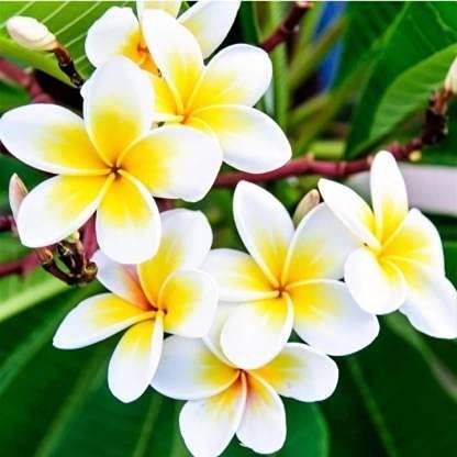 Skycom Plumeria Plant (Pack of 1)