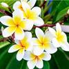 Skycom Plumeria Plant (Pack of 1) view 1