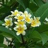 Skycom Plumeria Plant (Pack of 1) view 2