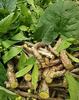 Organicgreen Herb Giloy giloy ghanvati - 250 GMS Guduchi Amrutha Valli Tinospora Cordifolia Dry Giloy Sabut view 2