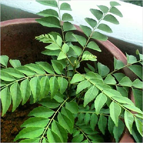 Organic Curry Leaf Seed