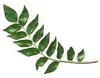 Organic Curry Leaf Seed view 2