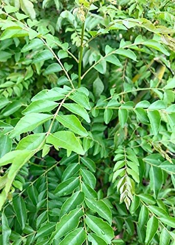 Sweet Neem Leaves Seed