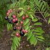 Sweet Neem Leaves Seed view 2