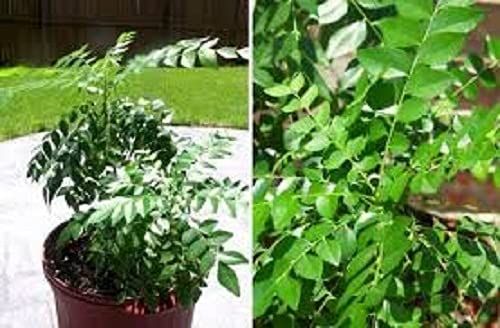 Pure Neem Leaf Seed
