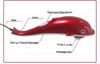 abgrow ; unique one enterprises Dolphin Handheld Body Massager for Pain Relief with Powerful Vibration(Red & White Color)) view 2