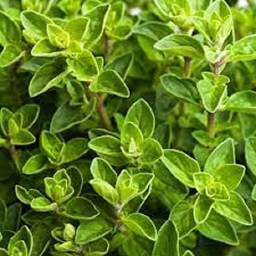 OREGANO 250 SEED ORGNO21