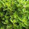 OREGANO 250 SEED ORGNO21 view 1