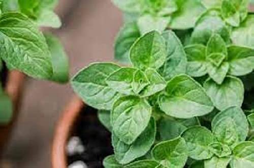 OREGANO 180 SEED ORGNO122