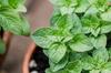 OREGANO 180 SEED ORGNO122 view 1