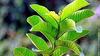 Sree Madhava Sai Organics Guava Leaves/Amrood Patti/Koiya ilai Powder - 200 Grams view 4
