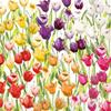 Boston International IHR 3-Ply Paper Napkins, 20-Count Lunch Size, Tulipfield view 1