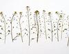 Shepherd's Purse Herb Dried -100 GMS view 2