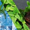Stay Cool Breath Freshener Spray (Cool Mint + Spearmint + Chocolate Mint, Combo, Pack of 3) view 2