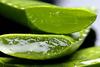 Aloevera view 3