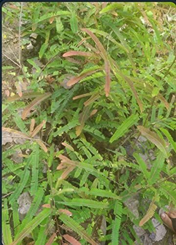 Grafted red Amla