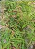 Grafted red Amla view 1