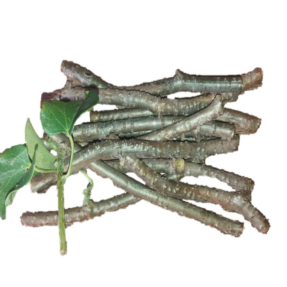 Giloy Fresh Neem Tree Giloy Plantation Sticks/Stems (7-Inch) - Set of 30 (Natural Immunity Booster) Direct From Village, Green (giloy_30)