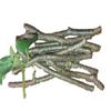 Giloy Fresh Neem Tree Giloy Plantation Sticks/Stems (7-Inch) - Set of 30 (Natural Immunity Booster) Direct From Village, Green (giloy_30) view 1