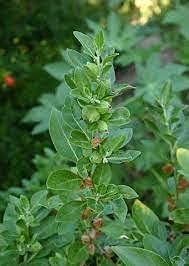 Ashwagandha Herb Seed