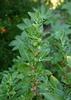 Ashwagandha Herb Seed view 1