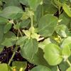 Ashwagandha Herb Seed view 2