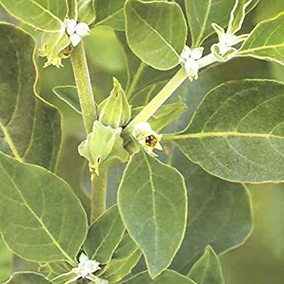Ashwagandha Naturally Sound Seed