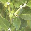 Ashwagandha Naturally Sound Seed view 1