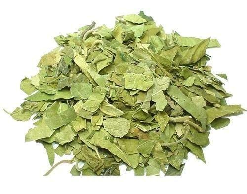 SADHGURU GUDMAR , Gymnema Sylvestre Gudmar Plant ( 1000 gram ) | NavaFresh