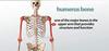 DEBIK | Humeral Brace arm support humerus fracture brace (SMALL) view 2