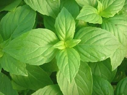 HERBALISM Lemon tulsi