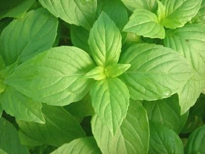HERBALISM Lemon tulsi