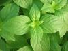 HERBALISM Lemon tulsi view 1