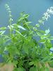 HERBALISM Lemon tulsi view 2
