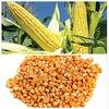 VS Products Whole Corn Kernels Raw Corn (Maize),750g view 2