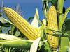 VS Products Whole Corn Kernels Raw Corn (Maize),750g view 3