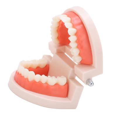 Denture Model, Anti-Oxidation PVC+Resin Teeth Model for Hospital for Kindergarten for Children