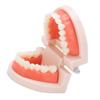 Denture Model, Anti-Oxidation PVC+Resin Teeth Model for Hospital for Kindergarten for Children view 1