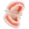 Denture Model, Anti-Oxidation PVC+Resin Teeth Model for Hospital for Kindergarten for Children view 2