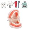 Denture Model, Anti-Oxidation PVC+Resin Teeth Model for Hospital for Kindergarten for Children view 3