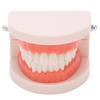 Denture Model, Anti-Oxidation PVC+Resin Teeth Model for Hospital for Kindergarten for Children view 4